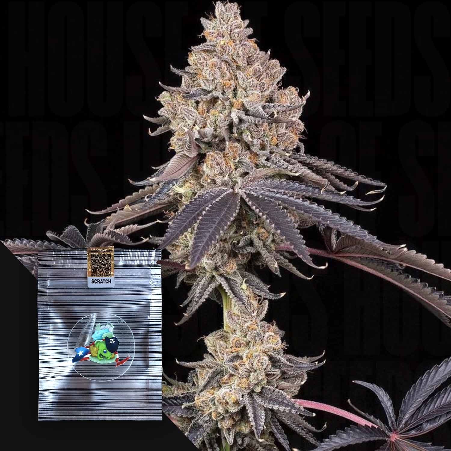 ZkyscraperZ Feminisierte Cannabis Samen von N.Y.Ceeds