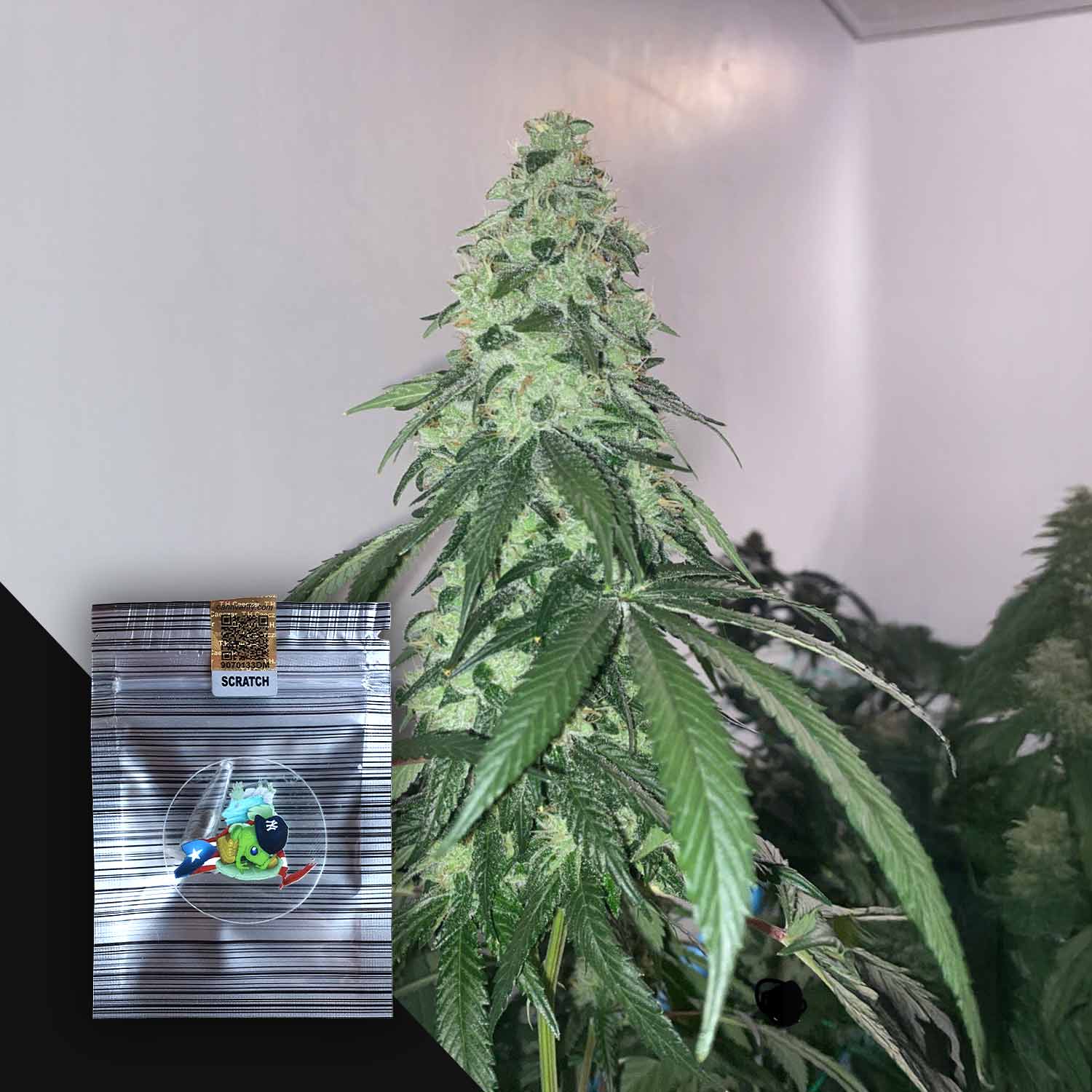 Zubway SerieZ Feminisierte Cannabis Samen von N.Y.Ceeds