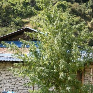 Ace Seeds Nepal Annapurna regulär