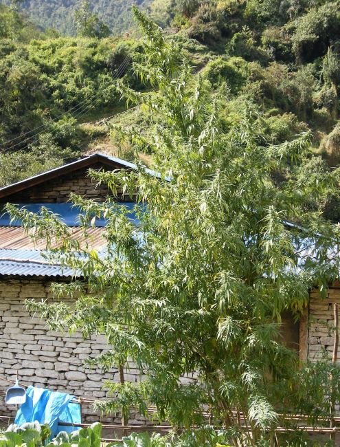 Ace Seeds Nepal Annapurna regulär – Samenverpackung