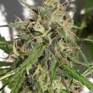 Ace Seeds New Caledonia regulär