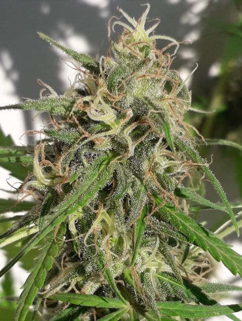 Ace Seeds New Caledonia regulär – Samenverpackung