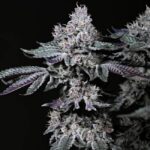 Ethos Genetics Nuggz R1 feminisiert – 5 Samen