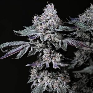 Ethos Genetics Nuggz R1 feminisiert – 5 Samen