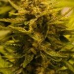 The Cali Connection OG CBD feminisiert – 6 Samen