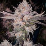 Ethos Genetics OG Kush Auto feminisiert – 6 Samen