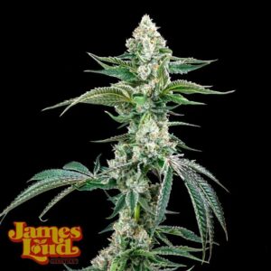 James Loud Genetics OG Kush F4 IBL Auto autoflowering – 3 Samen