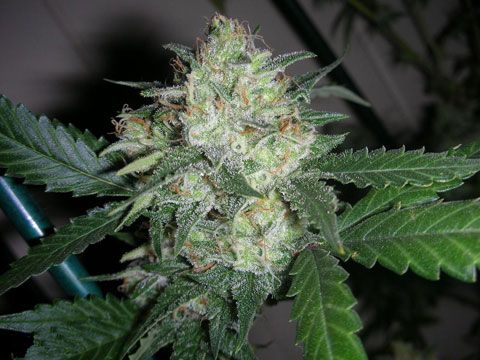 The Cali Connection OGiesel feminisierte Cannabis Samen
