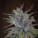 Ace Seeds Oldtimer's Haze regulär