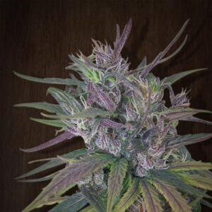 Ace Seeds Oldtimer’s Haze regulär