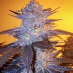 Ethos Genetics Orange Velvet Underground RBX feminisiert – 5 Samen