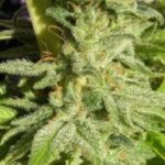 Ace Seeds Orient Express feminisiert