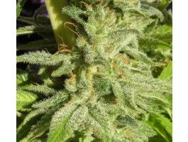 Ace Seeds Orient Express feminisiert