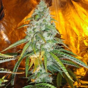 The Cali Connection Original Sour Diesel feminisierte Cannabis Samen