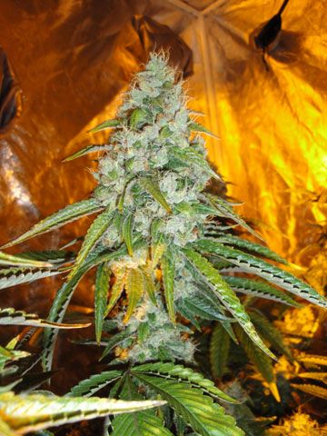 The Cali Connection Original Sour Diesel feminisierte Cannabis Samen