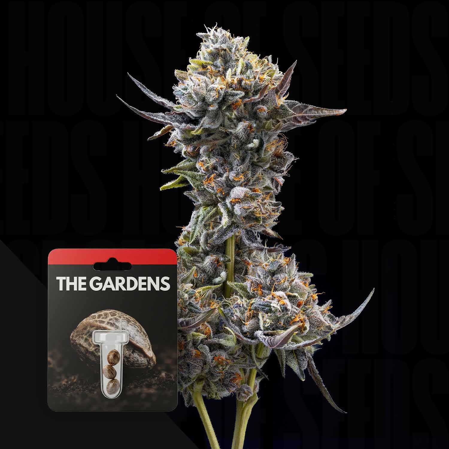 Preferred Gardens Znackz x Lazer Gun Feminisierte Cannabis Samen