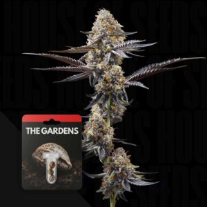 Preferred Gardens Zoap x Lazer Gun