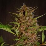 Ace Seeds Pakistan Chitral Kush regulär