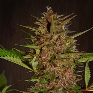 Ace Seeds Pakistan Chitral Kush regulär