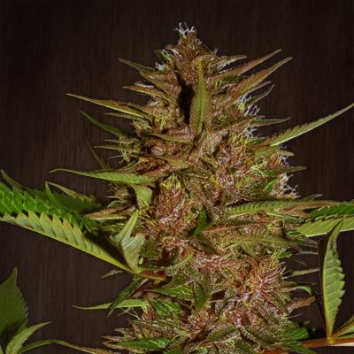 Ace Seeds Pakistan Chitral Kush regulär – Samenverpackung