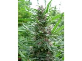 Ace Seeds Panama feminisiert