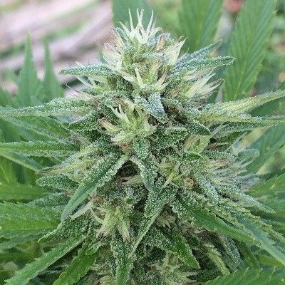 Ace Seeds Panama x Bangi Haze feminisiert – Samenverpackung