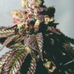 The Cali Connection Passion Berry (Gold Collection) feminisiert – 6 Samen