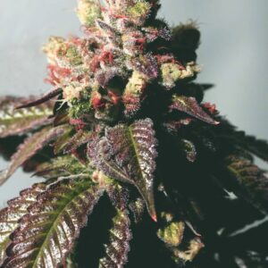 The Cali Connection Passion Berry Gold Collection feminisierte Cannabis Samen