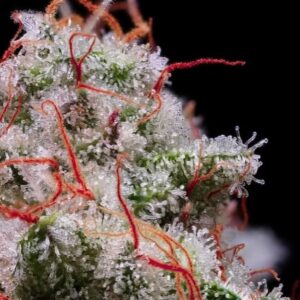 Ethos Genetics Peach Crescendo RF3 Auto feminisiert – 6 Samen