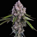 Ethos Genetics Pepe Silvia R1 feminisiert – 5 Samen