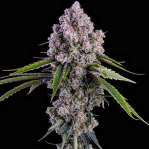Ethos Genetics Pepe Silvia R1 feminisiert – 5 Samen