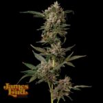 James Loud Genetics Petrol Pop feminisiert – 3 Samen