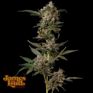 James Loud Genetics Petrol Pop feminisierte Cannabis Samen