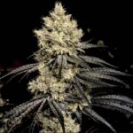 Ethos Genetics Pillows R1 feminisiert – 5 Samen