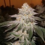 Ethos Genetics Piña RBX2 Auto feminisiert – 6 Samen