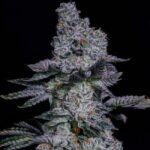 Ethos Genetics Pineapple Runtz Auto feminisiert – 6 Samen