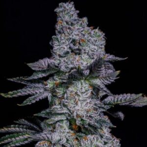 Ethos Genetics Pineapple Runtz Auto feminisiert – 6 Samen
