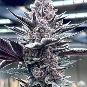 Solfire Gardens Pink Milk feminisiert
