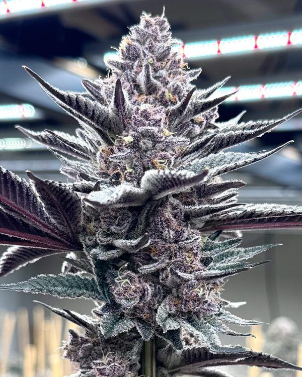Solfire Gardens Pink Milk feminisierte Cannabis Samen