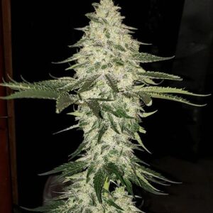 Ethos Genetics Planet of the Grapes Auto feminisiert – 6 Samen