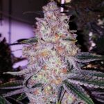 Ethos Genetics Planet of the Grapes RBX feminisiert – 5 Samen