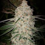 Ethos Genetics Pluto Cut RF3 Auto feminisiert – 6 Samen