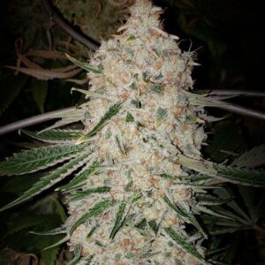 Ethos Genetics Pluto Cut RF3 Auto feminisiert – 6 Samen