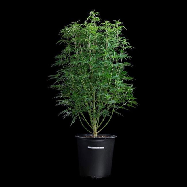 Brothers Grimm Seeds Princess Haze feminisiert – Samenverpackung, zweite Ansicht