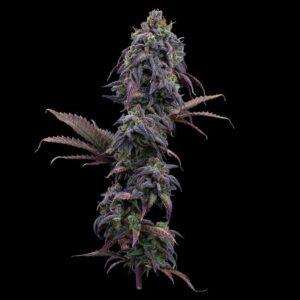 Brothers Grimm Seeds Princess Haze feminisiert – 3 Samen
