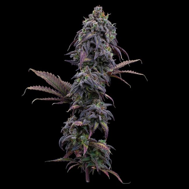 Brothers Grimm Seeds Princess Haze feminisiert – Samenverpackung