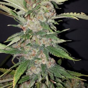 The Cali Connection Purple Crack feminisierte Cannabis Samen