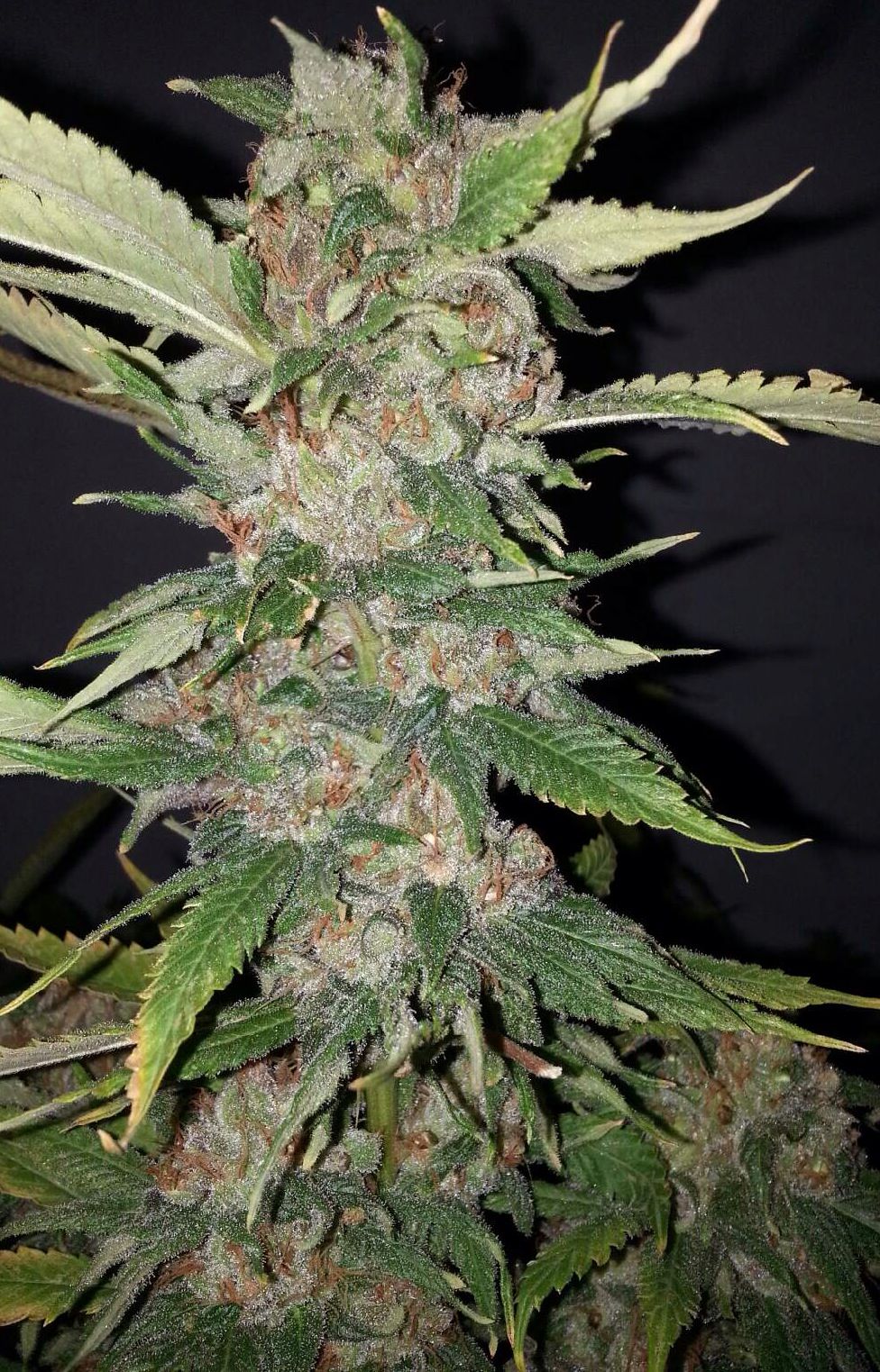 The Cali Connection Purple Crack feminisierte Cannabis Samen