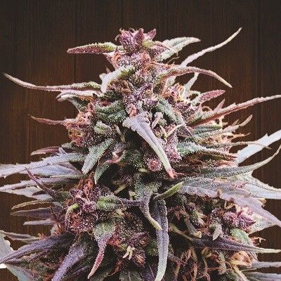 Ace Seeds Purple Haze x Malawi regulär – Samenverpackung