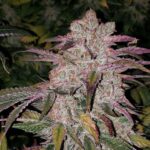Ethos Genetics Purple Thai RBX1 Auto feminisiert – 6 Samen